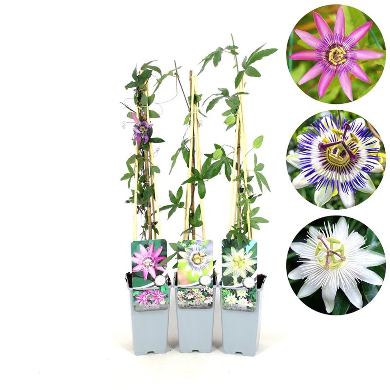 Pion – Paeonia suffruticosa Mix - C2 70/+ CM